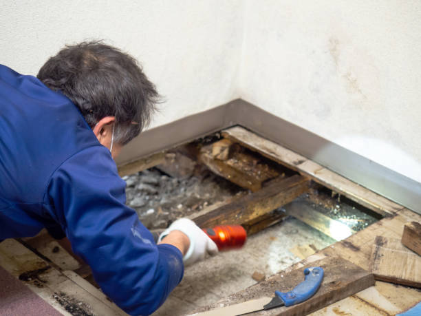 Best DIY Mold Remediation in Newport, RI